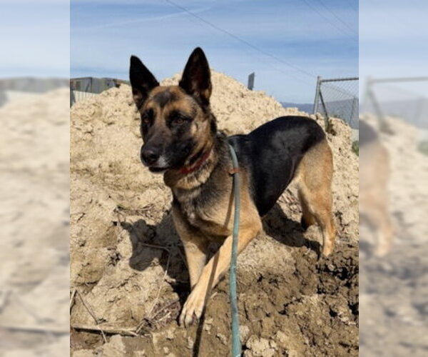 Medium Photo #4 German Shepherd Dog-Unknown Mix Puppy For Sale in Ventura, CA, USA