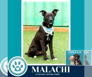 Malachi (Anabelle-Solomon Pup) 020726 - Male Borador Dog for Adoption - Photo #9