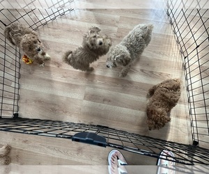 Poodle (Miniature) Puppy for sale in MUSCATINE, IA, USA