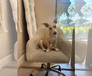 Carolina Dog Dogs for adoption in miami, FL, USA
