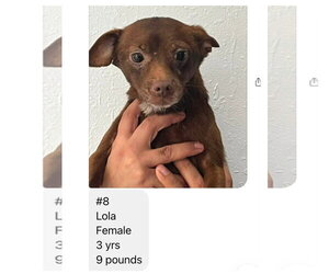 Lola from Mexico - Female Chihuahua Dog for Adoption - Photo #2