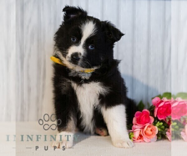 Medium Photo #4 Miniature Australian Shepherd Puppy For Sale in REBERSBURG, PA, USA