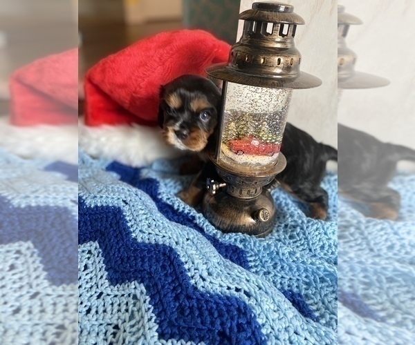 Medium Photo #8 Cavalier King Charles Spaniel Puppy For Sale in FREDERICKSBRG, PA, USA