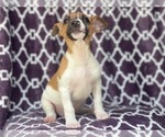 Small Photo #8 Jack-Rat Terrier Puppy For Sale in LAKELAND, FL, USA