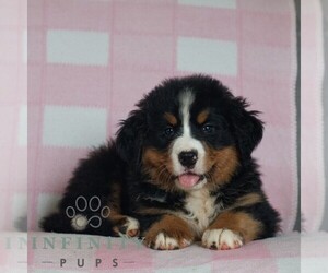 Bernese Mountain Dog Puppy for sale in ATGLEN, PA, USA