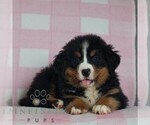 Small Bernese Mountain Dog