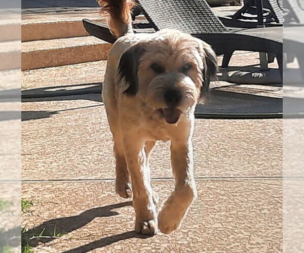 Medium Photo #2 Mutt Puppy For Sale in Phoenix, AZ, USA
