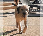 Small #1 Mutt