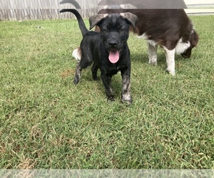 Cane Corso-Siberian Husky Mix Puppy for sale in FAYETTEVILLE, NC, USA