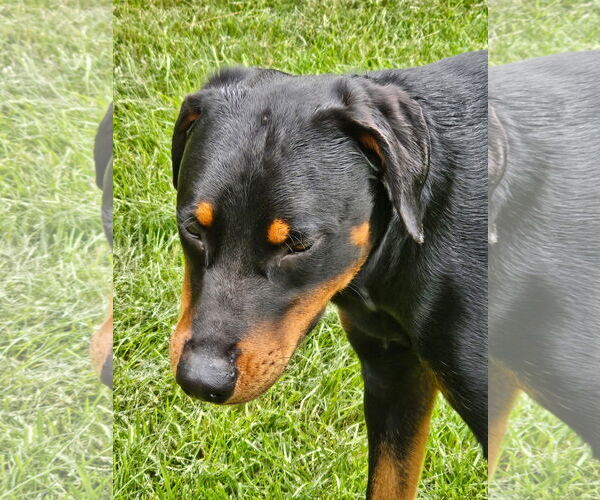 Medium Photo #6 Doberman Pinscher-Unknown Mix Puppy For Sale in Minneaoplis, MN, USA