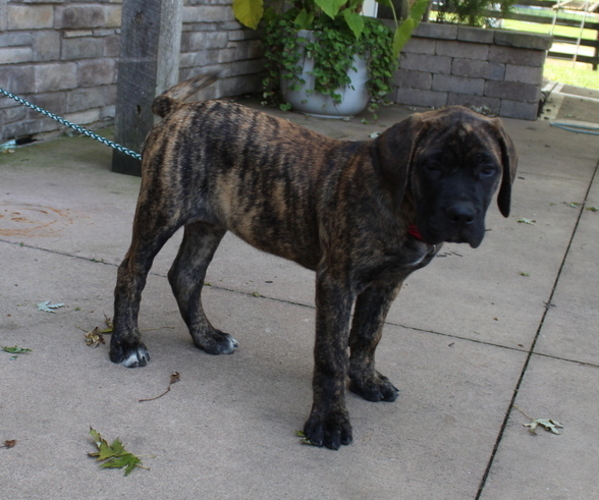 Medium Photo #1 Mastiff Puppy For Sale in MILLERSBURG, OH, USA