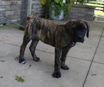 Puppy Puppy 1 Dana Mastiff