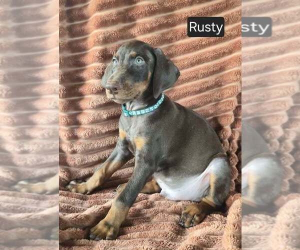 Medium Photo #4 Doberman Pinscher Puppy For Sale in POMEROY, OH, USA