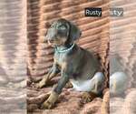 Small #3 Doberman Pinscher