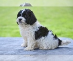 Small #2 ShihPoo