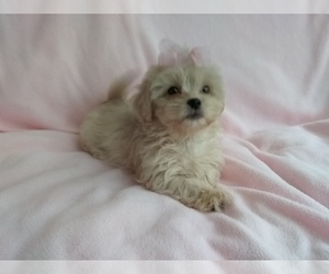ShihPoo Puppy for sale in LAUREL, MS, USA