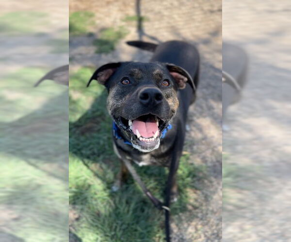 Medium Photo #2 Mutt Puppy For Sale in Bemidji, MN, USA