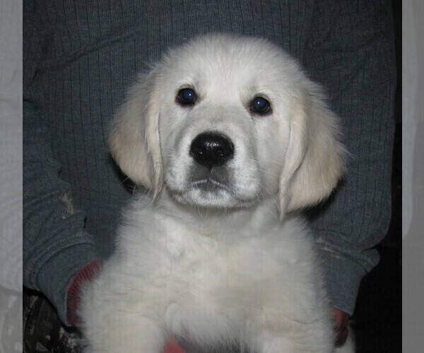 Medium Photo #2 Golden Retriever Puppy For Sale in BLOUNTVILLE, TN, USA