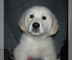 Small Photo #2 Golden Retriever Puppy For Sale in BLOUNTVILLE, TN, USA