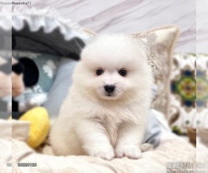 Japanese Spitz Puppy for sale in SAN FRANCISCO, CA, USA