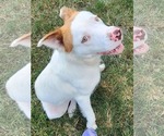 Small #4 American Pit Bull Terrier-Retriever  Mix
