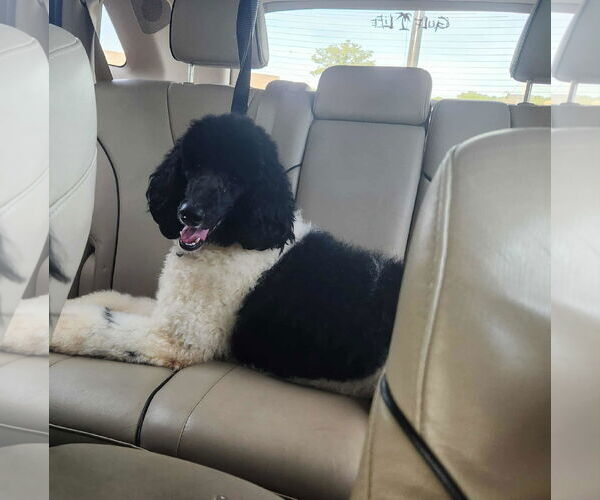 Medium Photo #8 Poodle (Standard) Puppy For Sale in Scottsboro, AL, USA