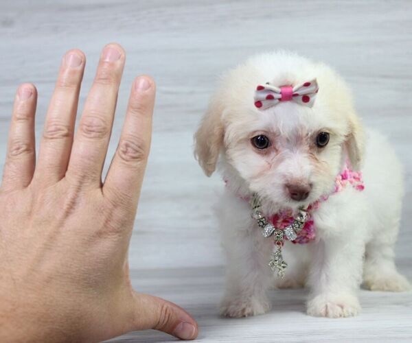 Medium Photo #20 Maltipoo Puppy For Sale in LAS VEGAS, NV, USA