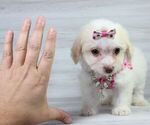 Small Photo #20 Maltipoo Puppy For Sale in LAS VEGAS, NV, USA