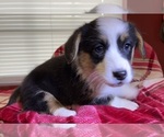 Small Photo #18 Cardigan Welsh Corgi Puppy For Sale in DEARBORN, MO, USA