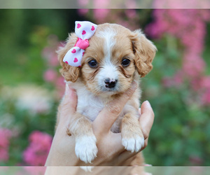 Cavalier King Charles Spaniel-Cavapoo Mix Puppy for sale in LIBERTY, KY, USA