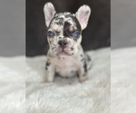 Puppy Rocky French Bulldog
