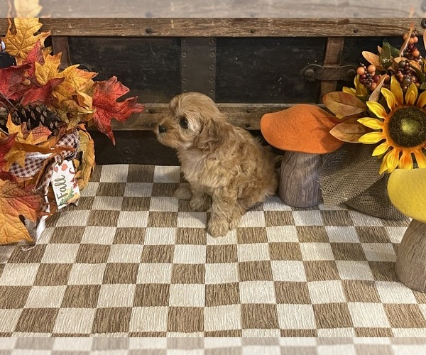 Medium Photo #4 Cavapoo (Miniature) Puppy For Sale in FULTON, KS, USA