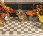 Arial - Female Cavapoo (Miniature) Puppy for Sale - Photo #4
