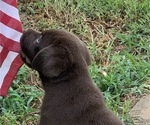 Small Photo #2 Labrador Retriever Puppy For Sale in SPOTSYLVANIA, VA, USA