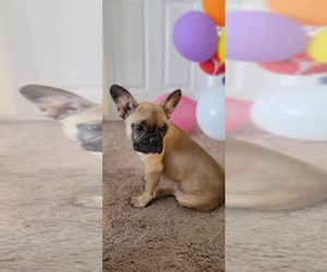 French Bulldog Puppy for sale in TAMPA, FL, USA