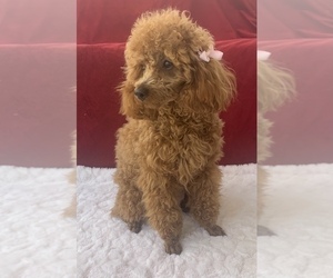Mother of the Poodle (Miniature) puppies born on 04/18/2022