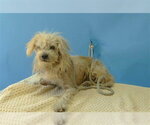 Small Maltese