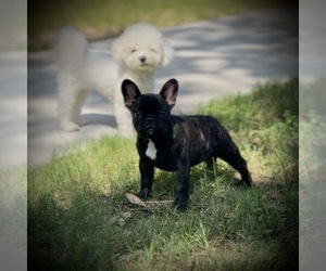 French Bulldog Puppy for Sale in NEW ORLEANS, Louisiana USA