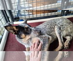 Small #2 Mutt
