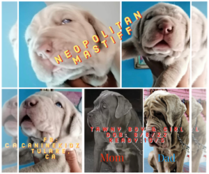Mastiff-Neapolitan Mastiff Mix Puppy for sale in TULARE, CA, USA