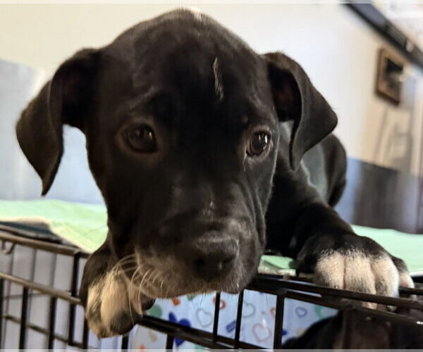 Medium Photo #6 Mutt Puppy For Sale in Sanford, FL, USA