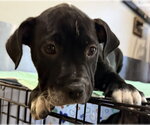 Small #5 Mutt