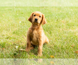 Golden Retriever Puppy for sale in WOLCOTTVILLE, IN, USA