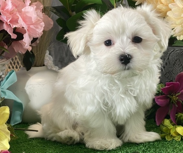 Medium Photo #6 Maltese Puppy For Sale in CANOGA, NY, USA