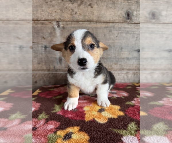 Medium Photo #10 Pembroke Welsh Corgi Puppy For Sale in VERMONTVILLE, MI, USA