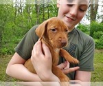 Small Photo #19 Vizsla Puppy For Sale in NEW YORK MILLS, MN, USA