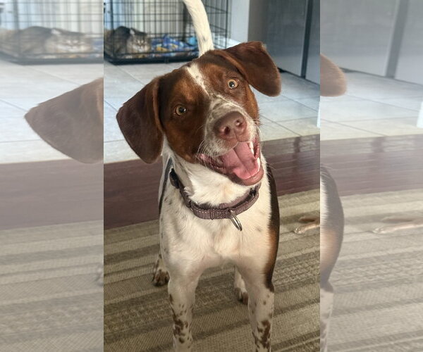 Medium Photo #1 Mutt Puppy For Sale in Fenton, MO, USA
