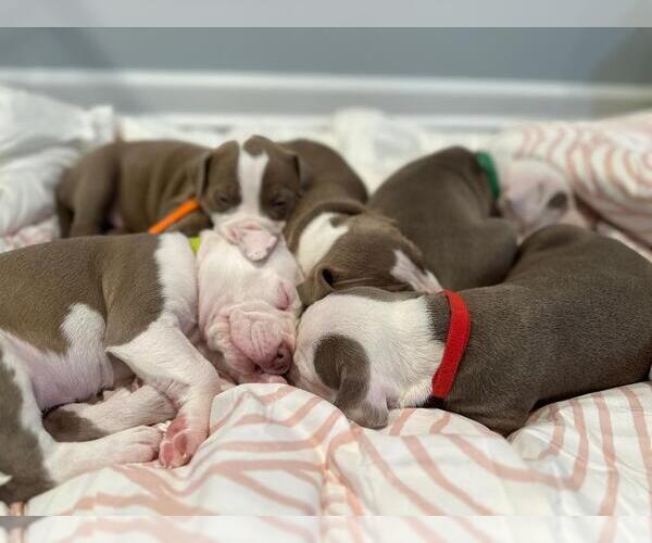 Medium Photo #6 American Pit Bull Terrier-Unknown Mix Puppy For Sale in Spring Lake, NJ, USA