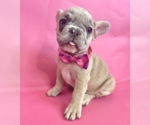 French Bulldog Puppy for Sale in SAINT LOUIS, Missouri USA
