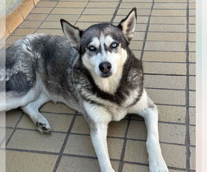 Dixie - Female Siberian Husky Dog for Adoption - Photo #3